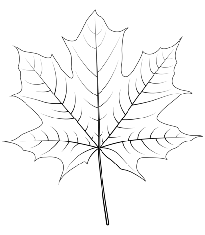 Norway Maple Leaf Coloring Page